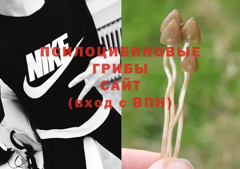 что такое   ссылка на мегу ссылки  Псилоцибиновые грибы Psilocybe  Казань 